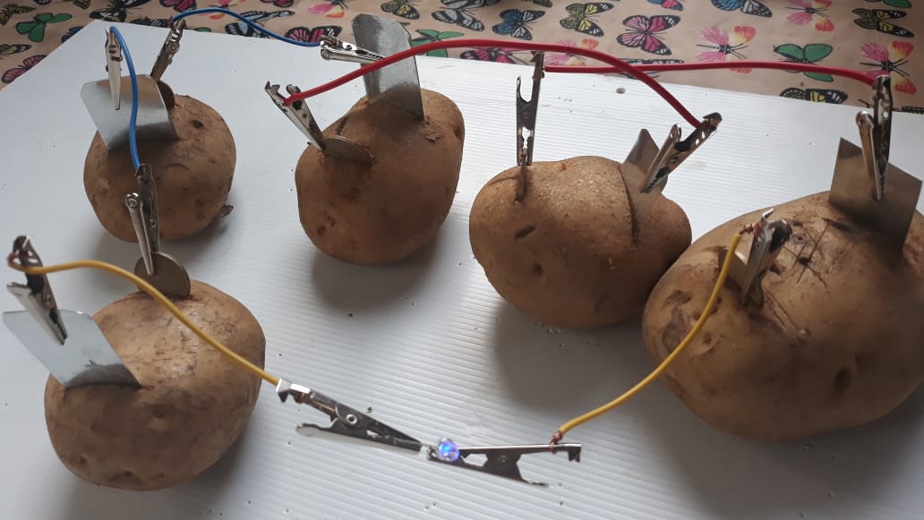 rangkaian percobaan kentang